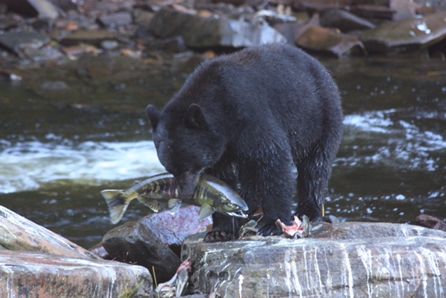 A Black bear Standing on a rock in a stream eating a Salmon.